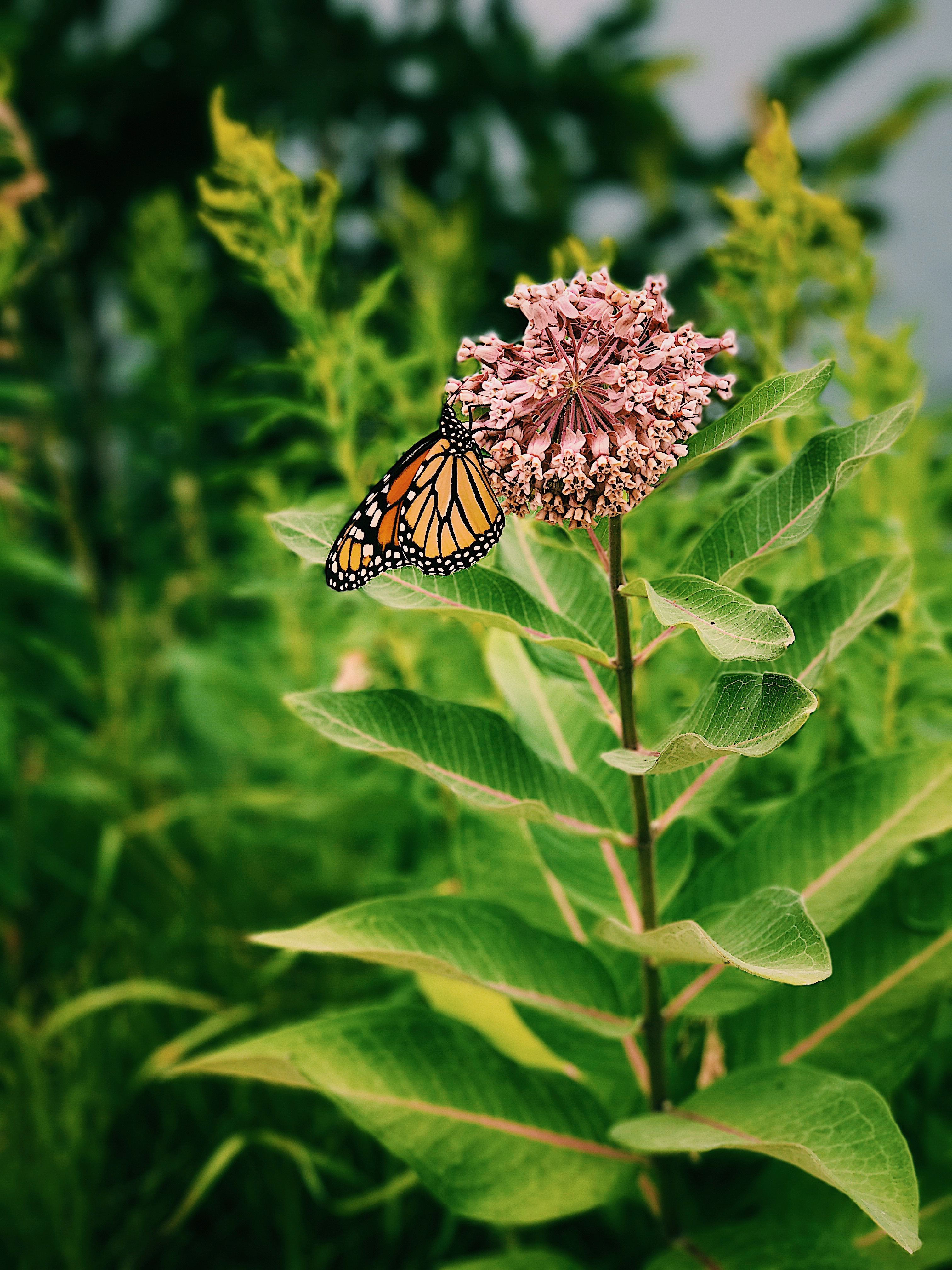 Butterfly in Lake Placid